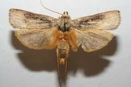 صورة Thioscelis