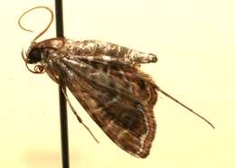 Image of Oligostigmoides