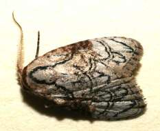 Image of <i>Meganola bifiliferata</i>