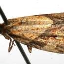 Image of Paramorbia