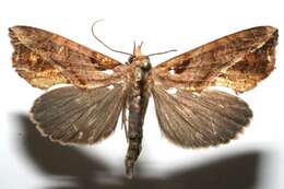 Image of Plusiodonta