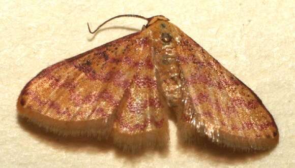 Image of Idaea