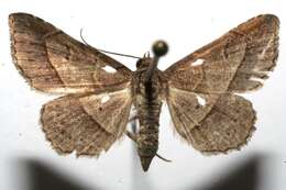 صورة <i>Coenobela paulcula</i>