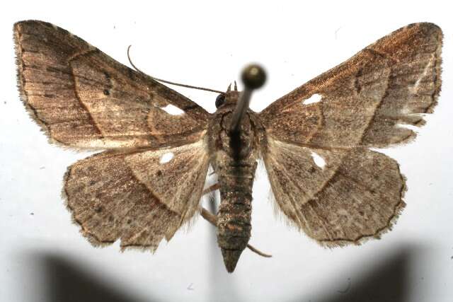 صورة <i>Coenobela paulcula</i>