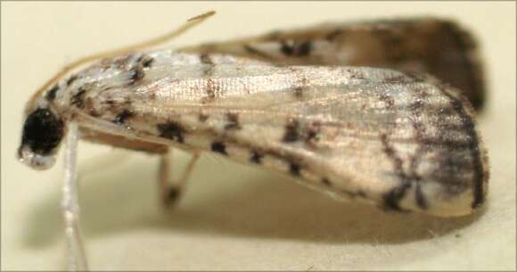 Image of <i>Hileithia approprialis</i>