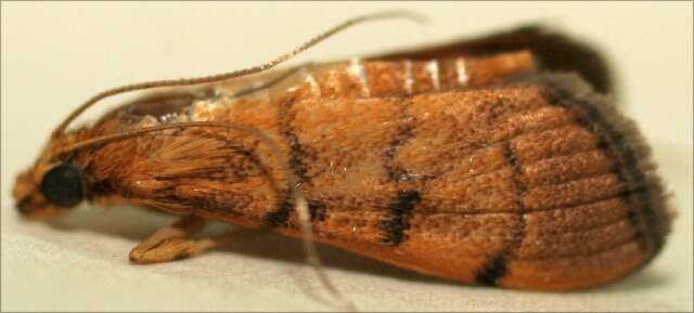 Image of Bean-leaf Webworm Moth