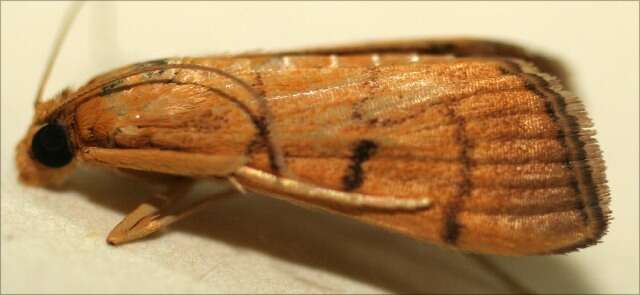 Image of Bean-leaf Webworm Moth