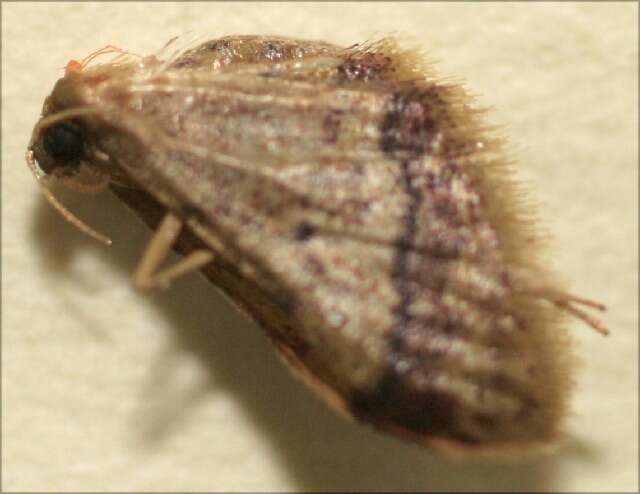 Image of Idaea