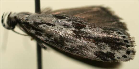 Image of <i>Ethmia berndkerni</i>