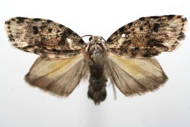 Image of Clemensia cincinnata Schaus 1911