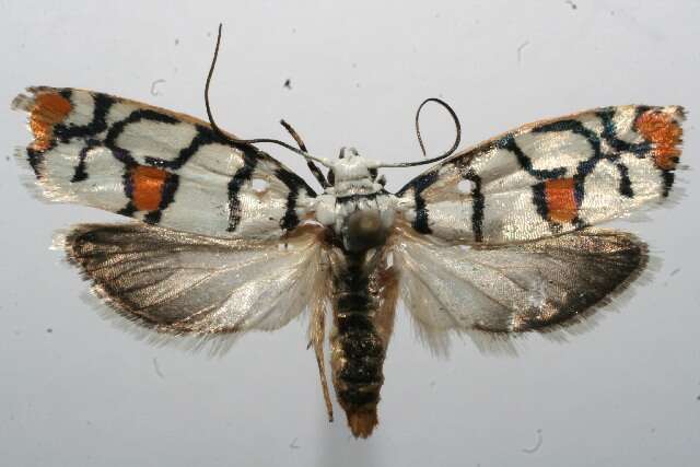 Image of <i>Ethmia blaineorum</i>