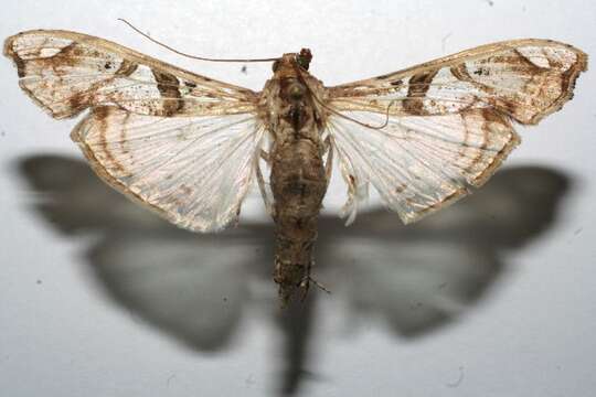 Image of Moth