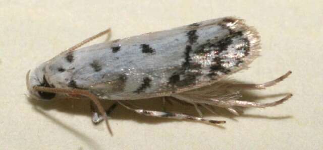 Image of <i>Ethmia helenmillerae</i>