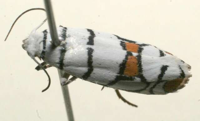 Image of <i>Ethmia blaineorum</i>