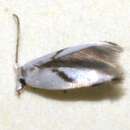 Image of Pseudopostega saltatrix (Walsingham 1897) Davis 1989