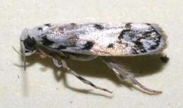 Image of <i>Ethmia helenmillerae</i>