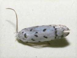 Image of <i>Ethmia helenmillerae</i>