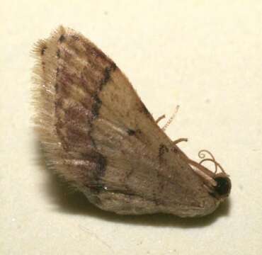 Image of Idaea