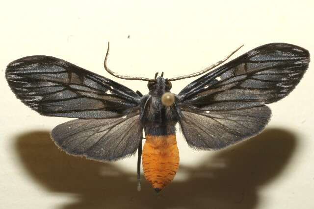 صورة <i>Cercopimorpha sylva</i>