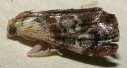 Image of Dicymolomia