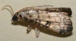 Image of <i>Hileithia approprialis</i>