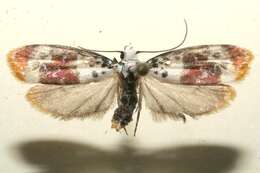 Image of Ethmia exornata Zeller 1877