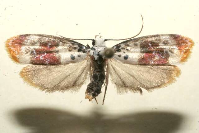 Image of Ethmia exornata Zeller 1877