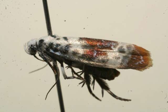 Image of Ethmia exornata Zeller 1877