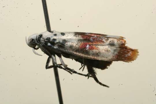 Image of Ethmia exornata Zeller 1877