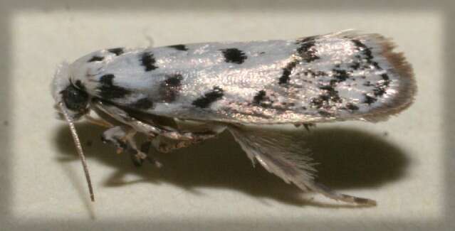 Image of <i>Ethmia helenmillerae</i>