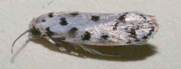 Image of <i>Ethmia helenmillerae</i>