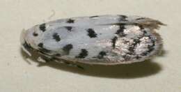 Image of <i>Ethmia helenmillerae</i>