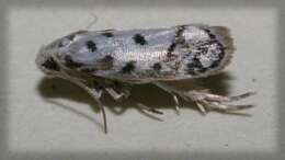 Image of <i>Ethmia helenmillerae</i>