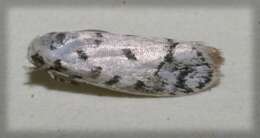 Image of <i>Ethmia helenmillerae</i>