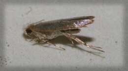 Imagem de Argyresthia