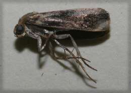 Image of <i>Spragueia apicalis</i>
