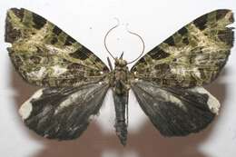 Image of Erebochlora tesserulata Felder 1875