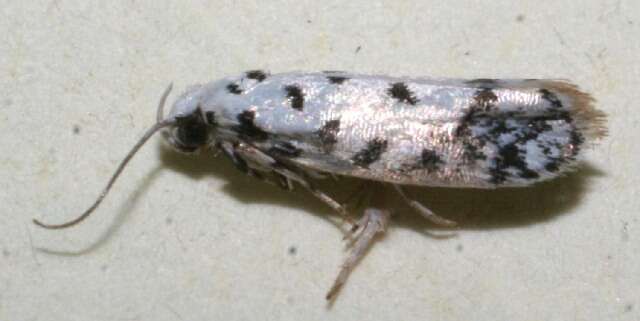 Image of <i>Ethmia helenmillerae</i>