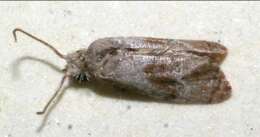 Image of white cap-eye moths