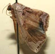 Image of Leptostales