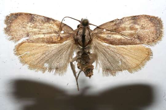 Image of Gonioterma