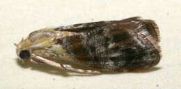 Image of Dicymolomia