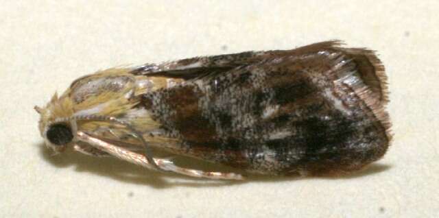 Image of Dicymolomia