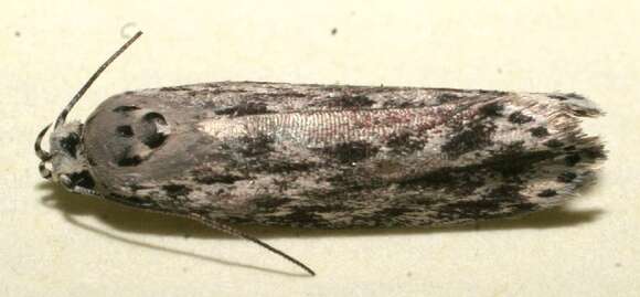 Image of <i>Ethmia berndkerni</i>