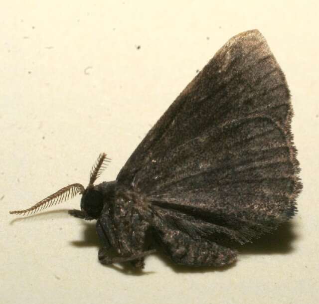 Imagem de Prosoparia tenebrosa Schaus 1913