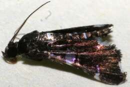 صورة <i>Diasemiodes eudamidasalis</i>