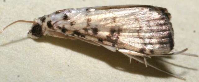 Image of <i>Hileithia approprialis</i>