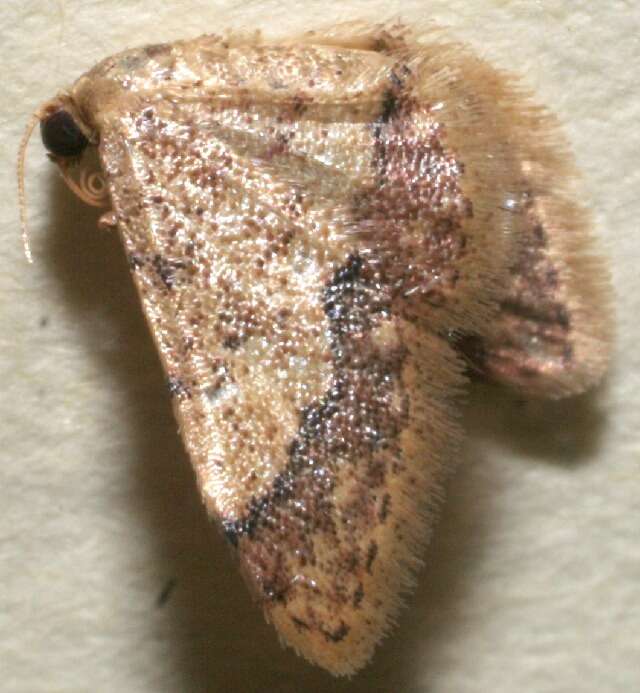 Image of Idaea