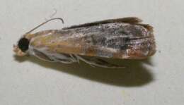 Image of Dicymolomia