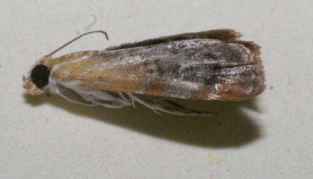 Image of Dicymolomia